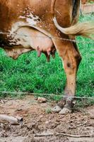 Detail eines großen Euters voller Milch foto