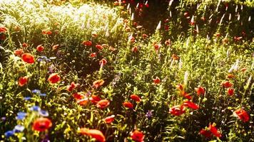 schöner sonniger Tag auf dem Land foto