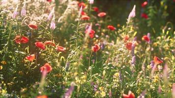 schöner sonniger Tag auf dem Land foto