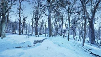 Wald im Winter bei Sonnenuntergang foto