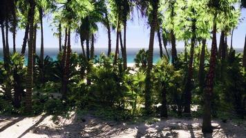 Miami South Beach Park mit Palmen foto