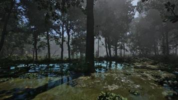Lichtstrahlen, die durch den Nebel und die Bäume im Sumpf fallen foto