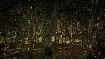 schöner sommerwald mit verschiedenen bäumen foto