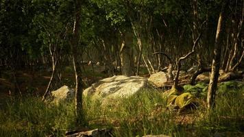 dunkle neblige Bergwaldlandschaft foto