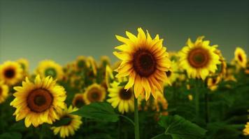 Viele leuchtend gelbe große Sonnenblumen auf Plantagenfeldern bei Sonnenuntergang am Abend foto