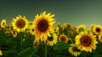Sonnenuntergangslandschaft am Sonnenblumenfeld foto