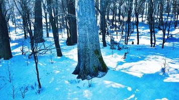 warmer Wintersonnenuntergang, der durch einen Wald mit hohen Kiefern scheint foto