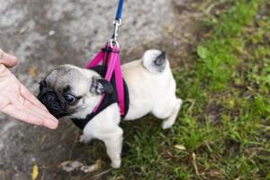 ein kleiner mops an der leine, der hund steht im grünen gras und schnüffelt freundlich an seiner hand. faltige Schnauze foto