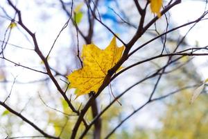 gelbes Blatt am Baum foto