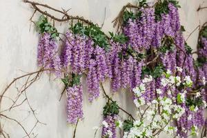 Blühende Glyzinienpflanzen auf Hauswand Hintergrund natürliche Heimdekoration mit Blumen foto