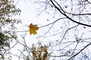 gelbes Blatt am Baum foto