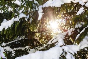 Wintersonne bricht durch die schneebedeckten Tannenzweige foto