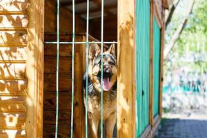 Reinrassiger Schäferhund in einem Käfig. großer Hund in einem Käfig. foto