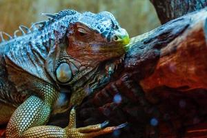 nahaufnahme eines grünen leguans iguana iguana mit seinem mund foto