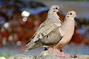 Lovebirds, fliegende Lovebirds, liebe einen Vogel, Paarvogel, süße Liebesvögel, bunte Vögel. foto