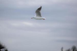 Möwe fliegt gegen bewölkten Himmelshintergrund foto