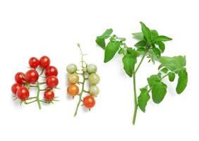 Zweig mit roter reifer Kirschtomate und grünen Blättern auf weißem Hintergrund, Herbsternte foto