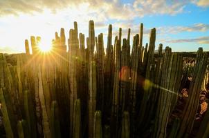 Wüstenblick mit Kaktus foto