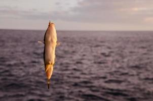 kleine Fische am Haken gefangen foto