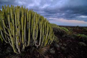 Wüstenblick mit Kaktus