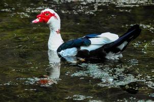 Wildente auf dem Wasser foto