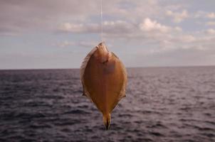 kleine Fische am Haken gefangen foto