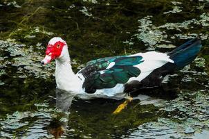 Ente mit rotem Gesicht foto