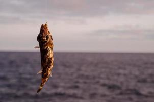 am Haken gefangener Fisch foto