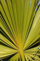 Palmblatt-Textur-Hintergrund foto