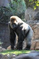 starker Gorilla im Zoo foto