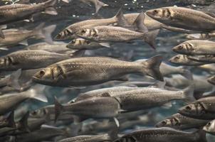 kleine fische schwimmen foto