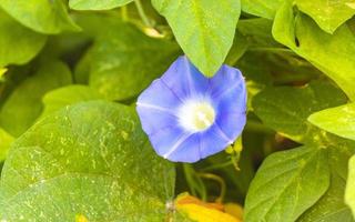 schöne Morgenruhm-Pflanzenblume im Morgengrauen im Wald von Mexiko. foto