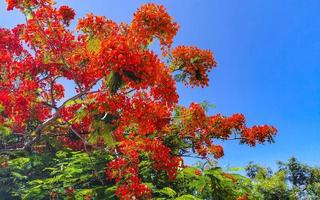 schöner tropischer flammenbaum rote blumen extravaganter delonix regia mexico. foto