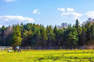 norddeutsches landwirtschaftsfeld windkraftanlagen natur landschaft panorama deutschland. foto