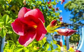 rot rosa lila allamanda blüht pflanzen in der tropischen natur mexiko. foto