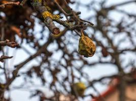birnen im januar sind faul und überreif. Die Früchte wurden nicht in den privaten Streuobstwiesen der Stadt Nitra gepflückt. foto
