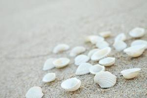 Sommerzeitkonzept mit Muscheln auf dem weißen Hintergrund des Strandsandes. Freiraum für Ihre Dekoration Draufsicht. foto