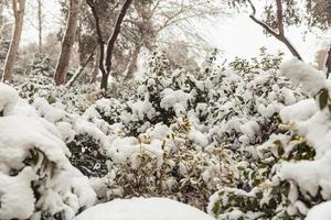 Weißer Schnee auf kahlen Ästen an einem frostigen Wintertag, Nahaufnahme. natürlichen Hintergrund. selektiver botanischer Hintergrund. hochwertiges Foto