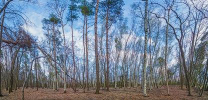 Blick durch die Stämme in einen dichten und unberührten Birkenwald foto