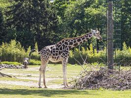 Porträt einer afrikanischen Giraffe, aufgenommen in einem deutschen Zoo foto