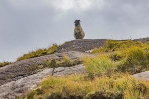 Schafe stehen auf einem Felsen in Irland