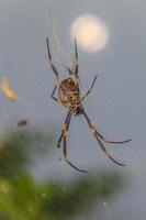 Nahaufnahme der großen Seidenspinne in Australien foto