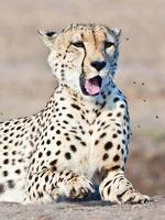 Gepard im Krüger Nationalpark in Südafrika foto
