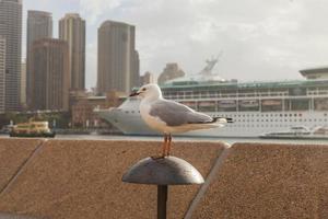 Porträt einer Möwe im Hafen von Sydney foto