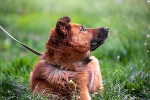 leuchtend roter großer Mischlingshund an der Leine liegt im dichten Gras und blickt auf foto