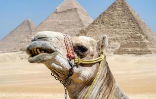 Kamel in der ägyptischen Wüste in der Nähe der Pyramiden in Luxor foto