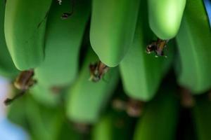 frische natürliche bananen essen hintergrund nahaufnahme foto