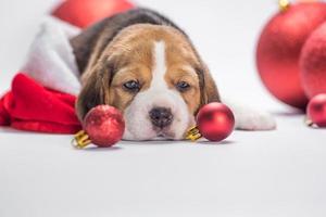 Trauriger Beagle-Welpe liegt zwischen roten Weihnachtsspielzeugen auf weißem Hintergrund foto