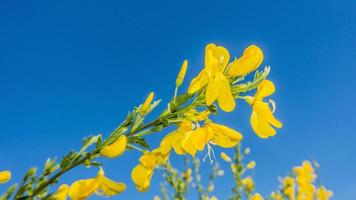 Nahaufnahme von glänzend gelb gefärbten Blüten vor tiefblauem Himmel im Sommer foto