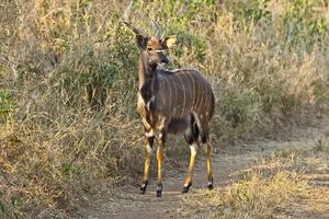 Impala im Krüger Nationalpark in Südafrika foto